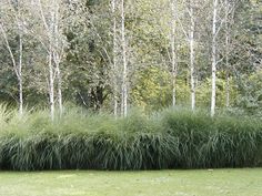 the tall grass is growing in front of the trees and behind it are white birch trees