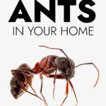 an ants in your home