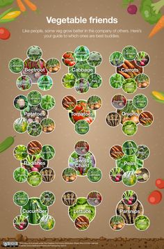 a poster showing the different types of vegetables