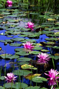 pink water lilies are floating in the pond