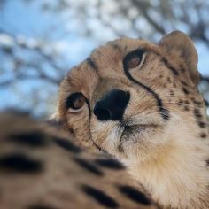 a cheetah looking at the camera with its eyes wide open and it's nose slightly closed