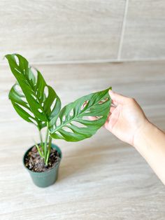 a person holding up a green plant in a small pot on a wooden floor next to a tile wall