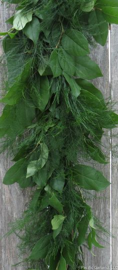 a bunch of green leaves hanging from the side of a wooden fence