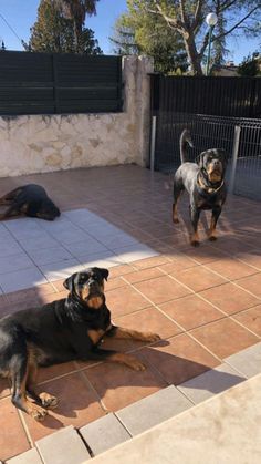 two black and brown dogs laying on the ground in front of a fenced area