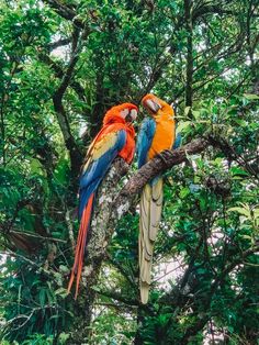 two colorful parrots are sitting on a branch in the treetops, with leaves around them