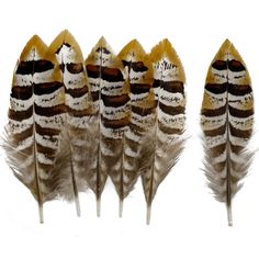 four feathers with brown and white stripes are lined up in the same row on a white background