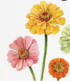 three different colored flowers on a white background with watercolors in the bottom right corner