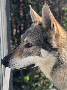 a close up of a dog near a window with trees in the backround