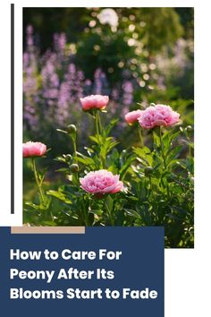 pink flowers with the words how to care for peony after its blooms start to fade