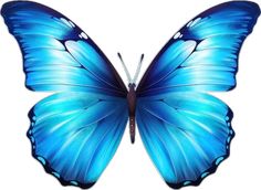 a blue butterfly flying in the air