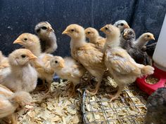 a bunch of chickens that are standing in a cage together on some wood shaving