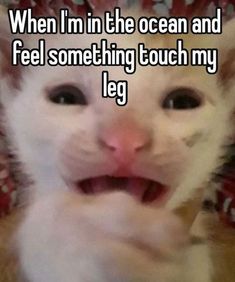 a cat with its mouth open and the caption says, when i'm in the ocean and feel something touch my leg