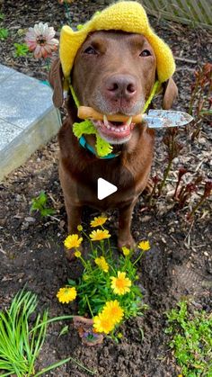 a brown dog wearing a yellow hat and holding a garden tool in its mouth while sitting on the ground