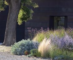 some purple and green plants in front of a black building with trees on the side