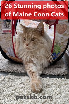 Maine Coons are the gentle giants of the cat world. We hope you love these photos of our four. They show what happy Maine Coon cats look like relaxing at home. Let us know in the comments if you'd like to see more of Rosie, Mona, Freddy and Oscar. Maine Coone, Cat World, Scottish Deerhound, Tonkinese, Devon Rex, Abyssinian