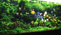 an aquarium filled with lots of green plants