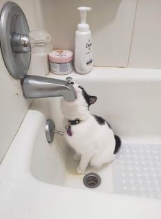 a black and white cat sitting in a bathroom sink next to a faucet