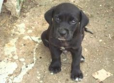 a small black dog sitting on top of a dirt field