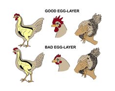 four different types of chickens with the words good egg - layer and bad egg - layer