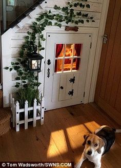 a dog standing in front of a house with plants growing up the side of it