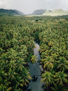 an aerial view of palm trees and water in the middle of a tropical island with mountains in the background