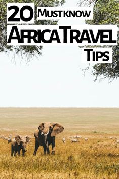 two elephants standing in the middle of a field with trees and animals behind them that says 20 must know africa travel tips