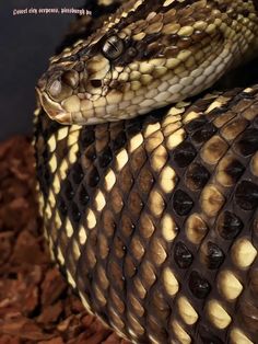 a large snake is curled up on the ground