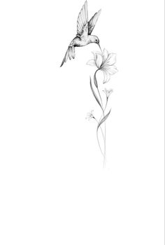 a black and white drawing of a hummingbird flying over a flower with its wings extended