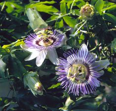 two purple flowers with green leaves in the background