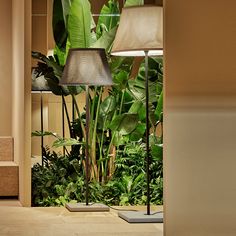 two lamps sitting on top of a table next to plants