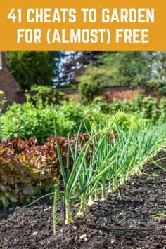 some plants that are growing out of the ground with text overlay saying, 4 cheaps to garden for almost free