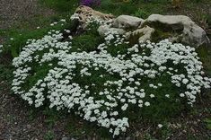 some white flowers and rocks in the grass