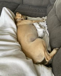 a dog is curled up on a couch