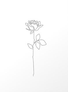 a drawing of a single rose on a white background art print by artist and photographer