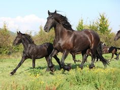 a group of horses are running in the grass together, with one horse looking at the camera