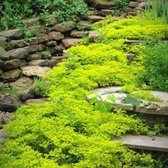 the steps are covered with green plants and rocks