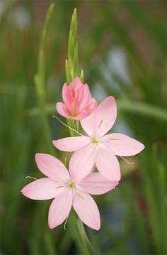 two pink flowers with green stems in the background