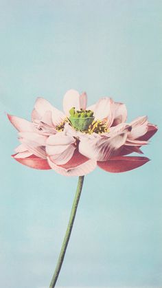 a pink flower with a green frog on it's center and blue sky in the background