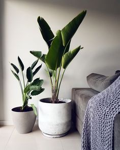 three potted plants sitting on top of a white floor next to a gray couch