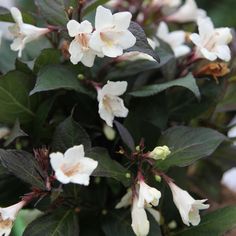 white flowers with green leaves in the foreground