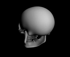 a black and white photo of a human skull