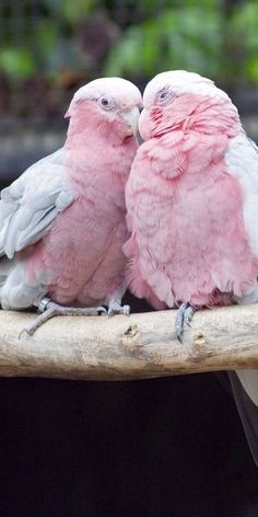 two pink and white birds sitting on top of a tree branch next to each other