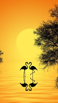 two flamingos are standing in the water at sunset