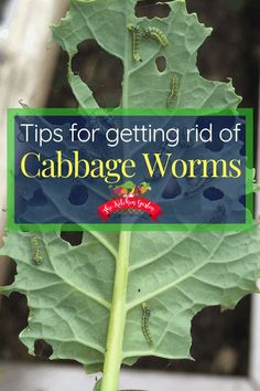 a close up of a leaf with the words tips for getting rid of cabbage worms