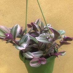 a potted plant with purple and green leaves hanging from it's side on a yellow wall