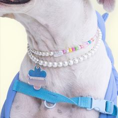 a white dog wearing a blue collar and pearls