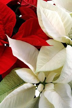 white and red poinsettia flowers with green leaves