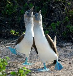 two brown and white birds standing next to each other