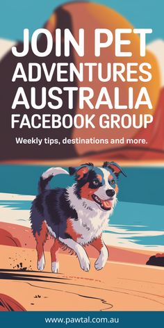 a dog running on the beach with text that reads join pet adventures australia facebook group