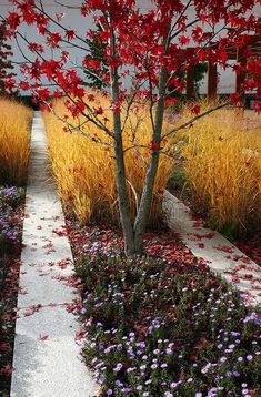 a tree with red leaves is in the middle of some flowers and plants on the ground